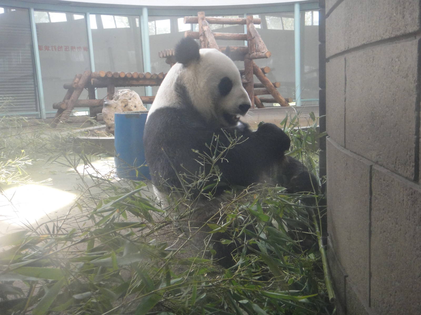Giant panda