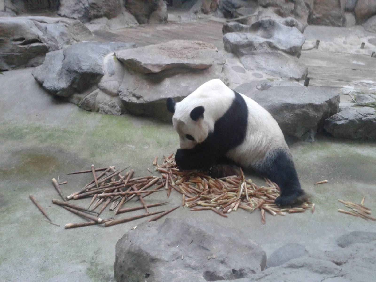 Giant Panda