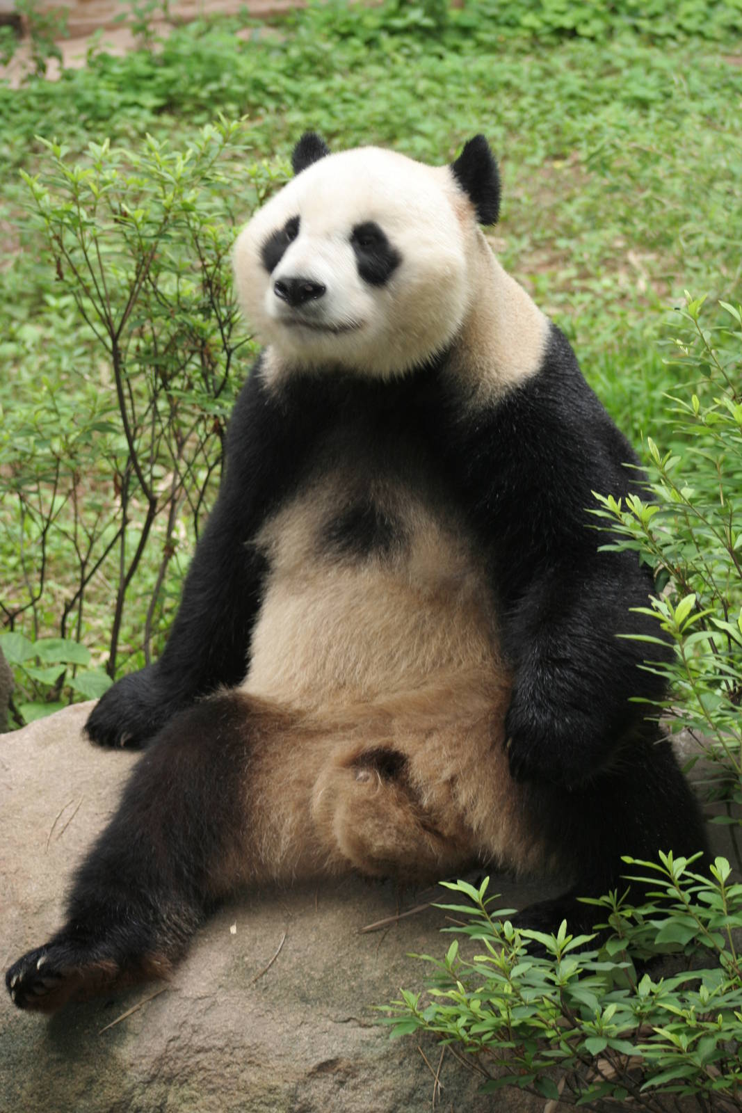 Giant Panda