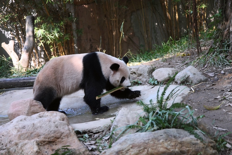 Giant panda