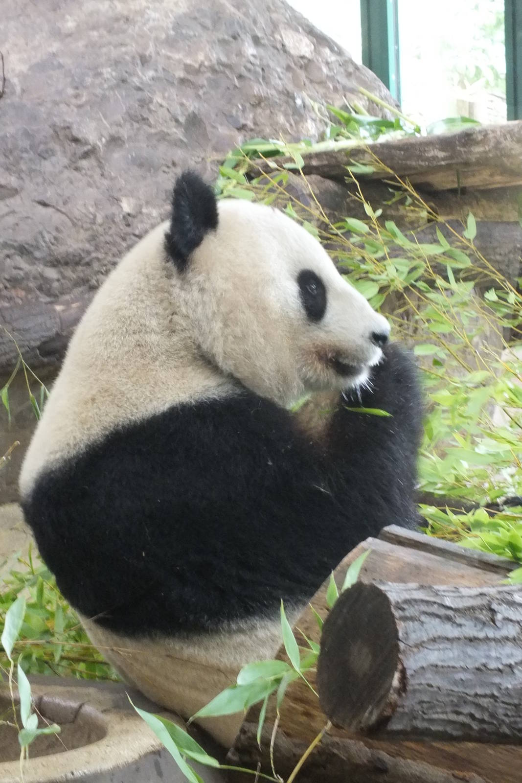 Giant Panda