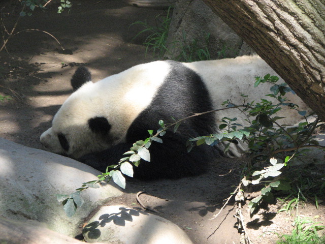 Giant Panda