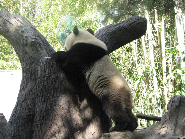 Giant Panda