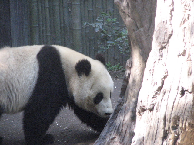 Giant Panda
