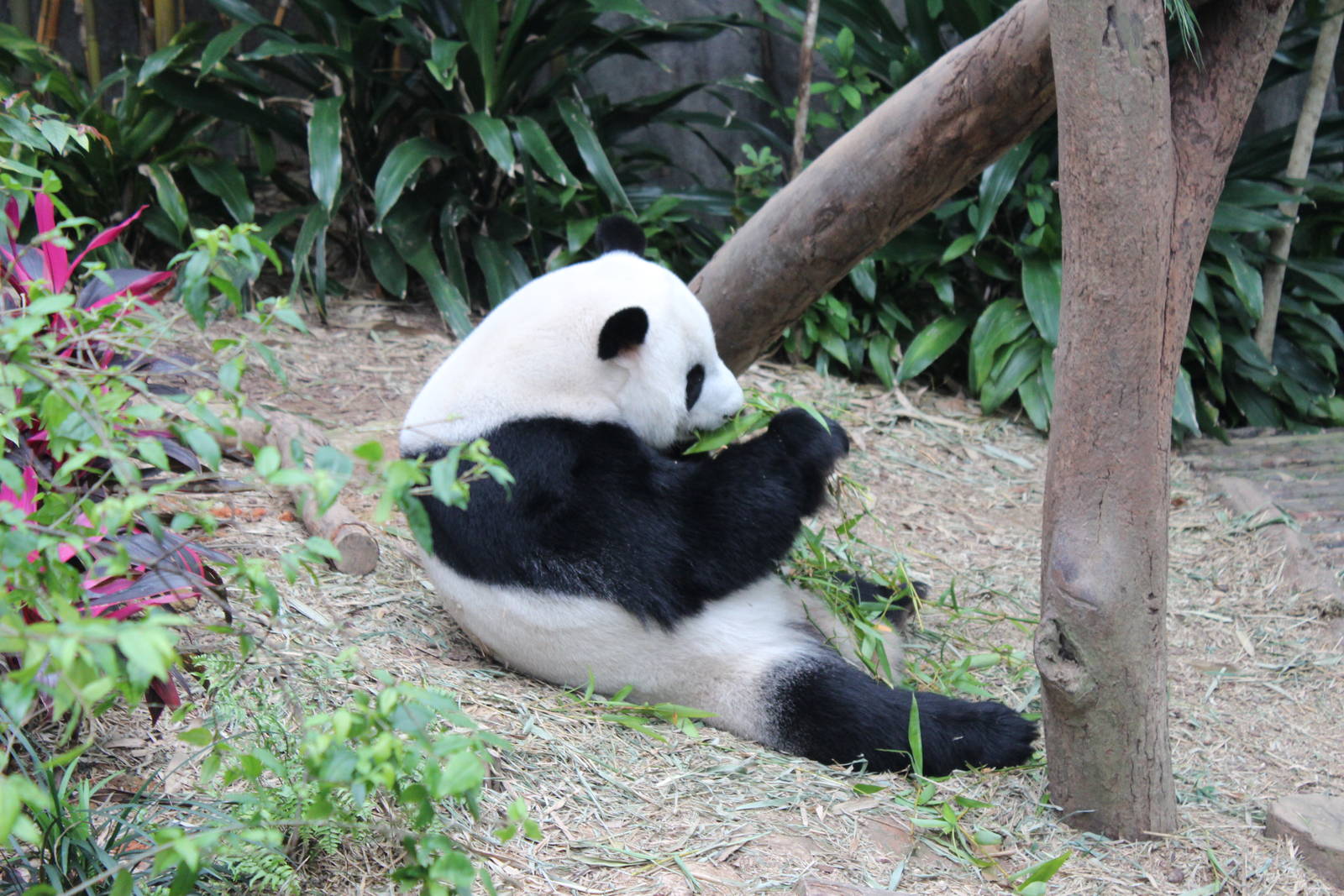 Giant Panda