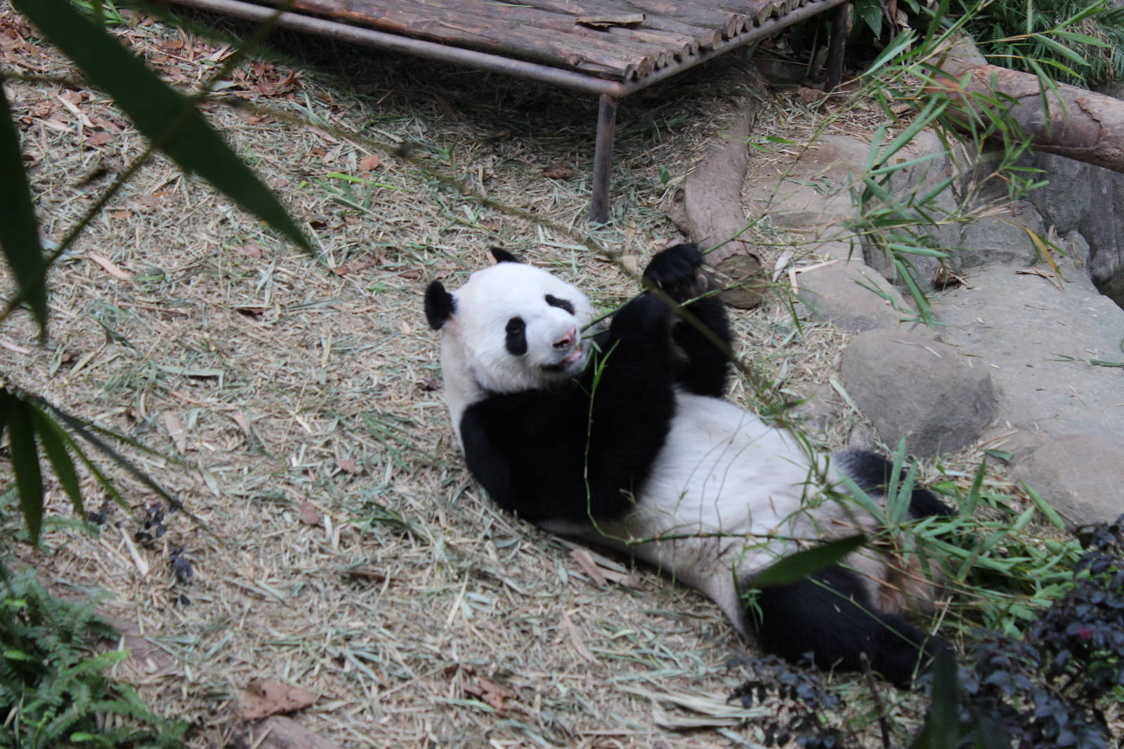 Giant Panda