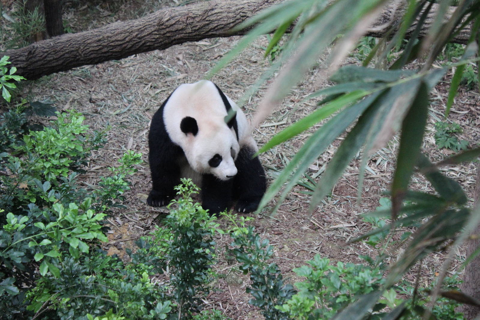 Giant Panda