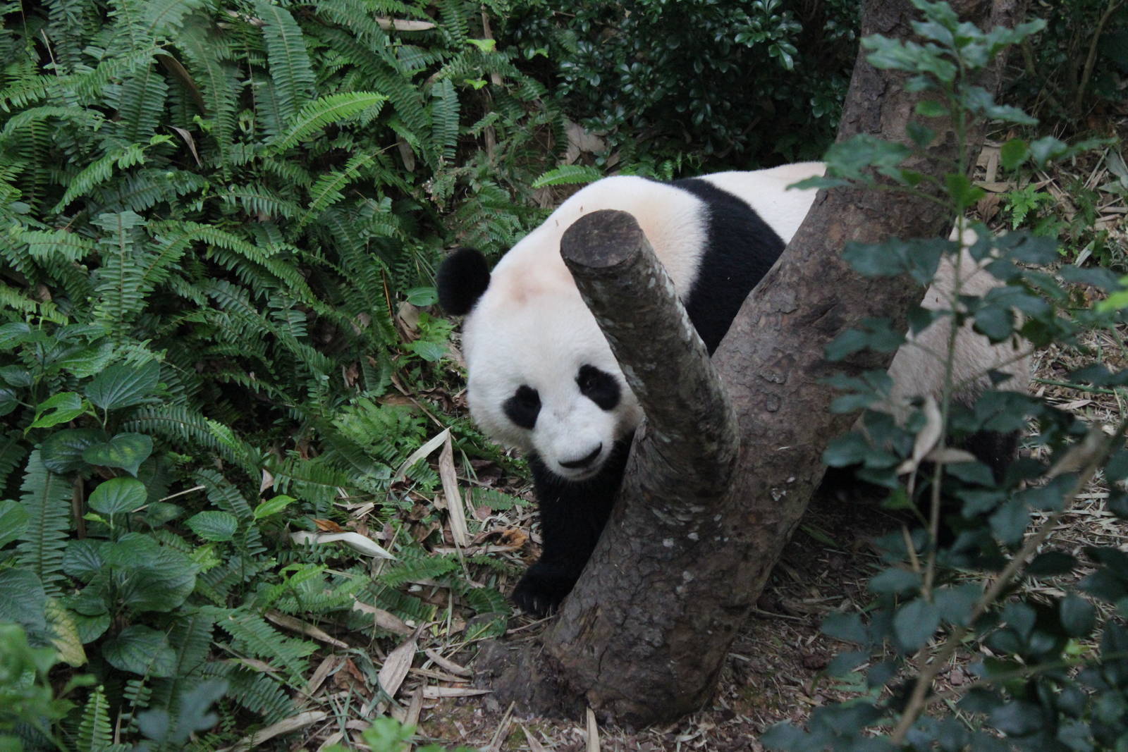Giant Panda