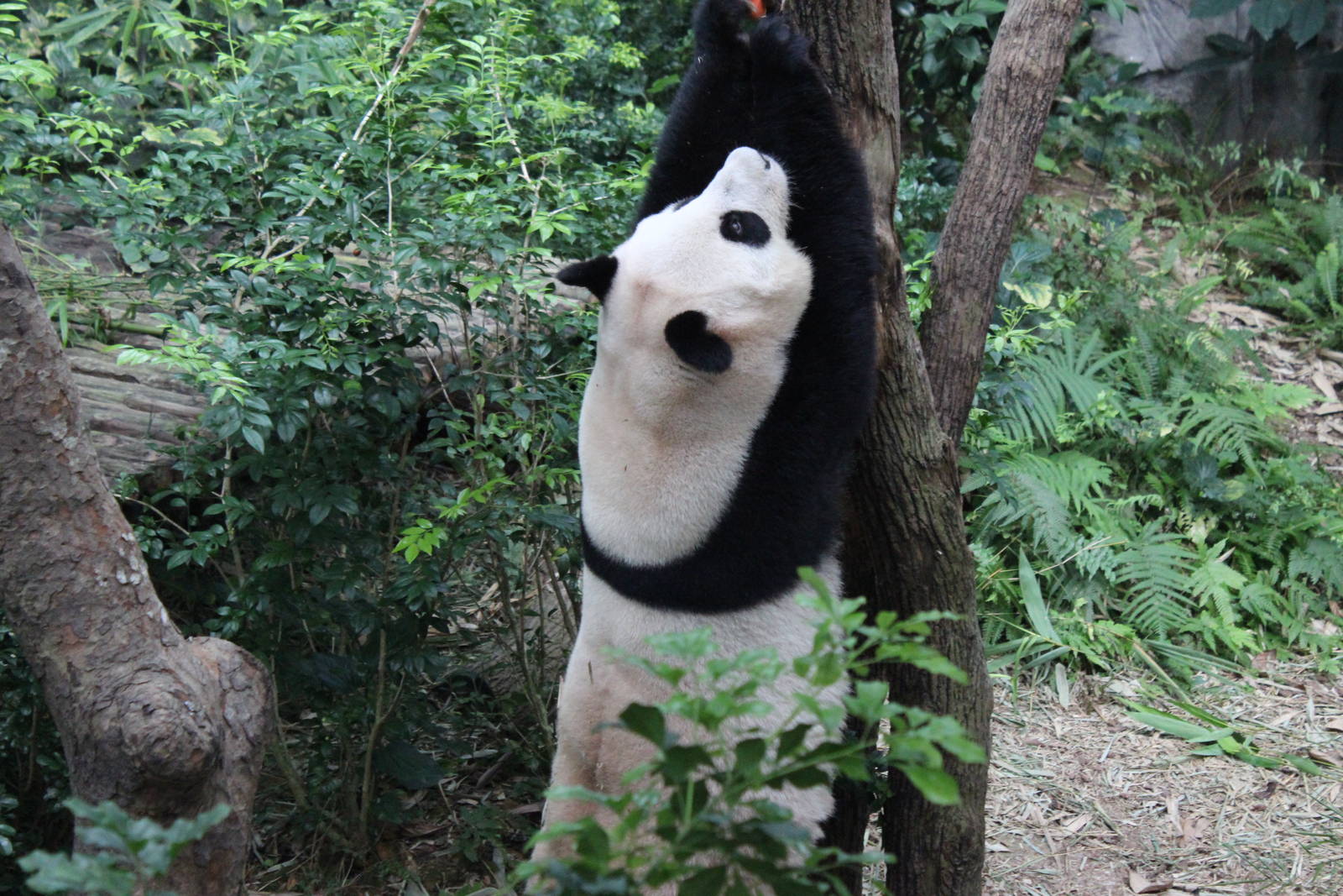 Giant Panda