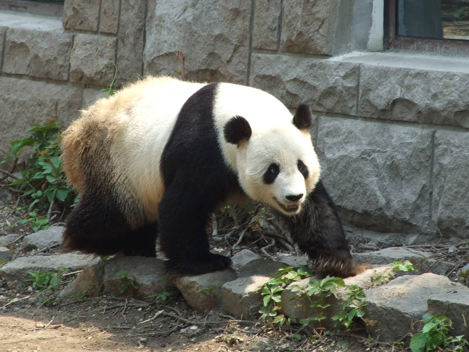 Giant panda