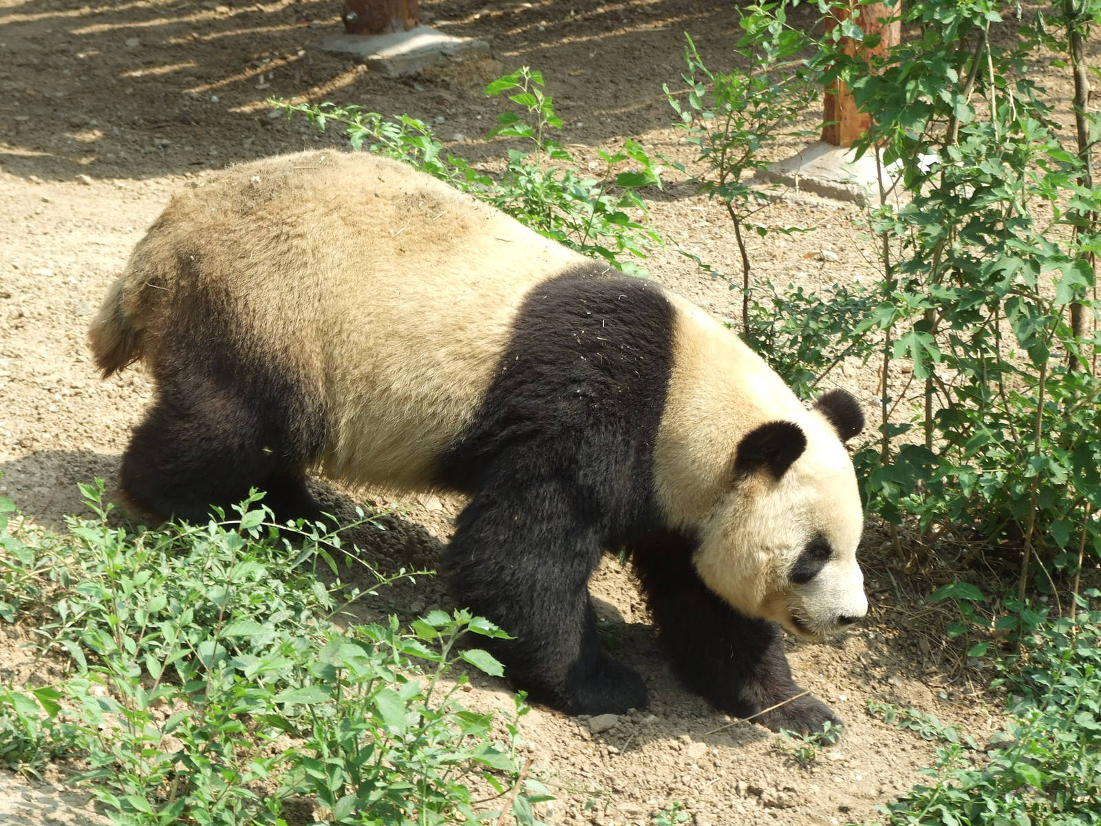 Giant panda