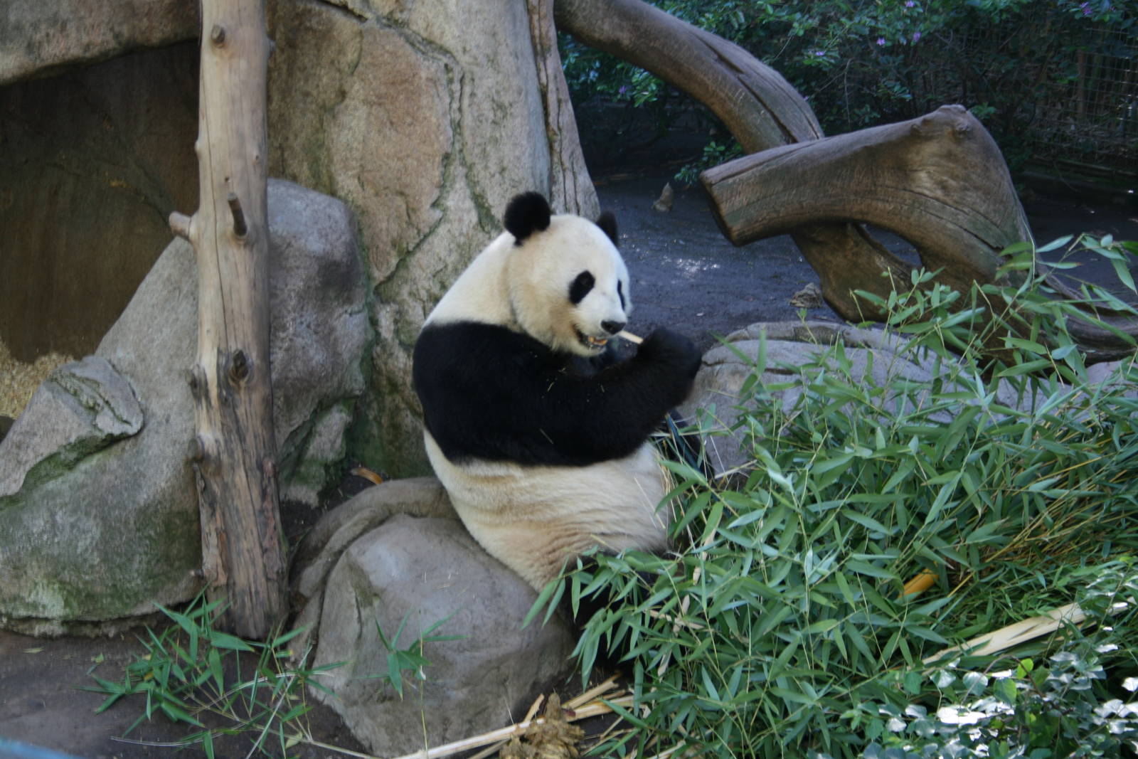 Giant Panda