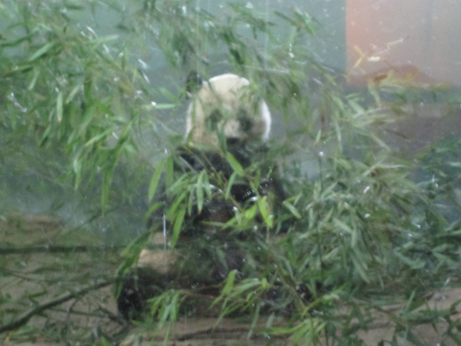 Giant Panda