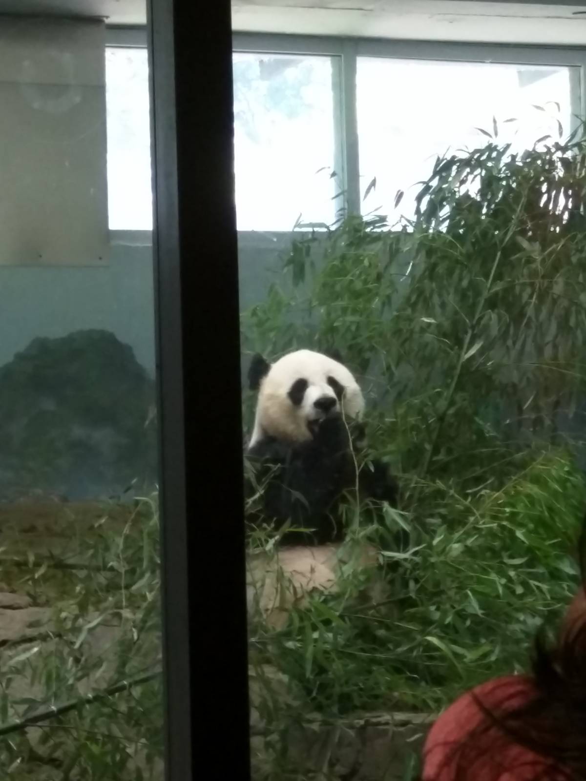 Giant Panda