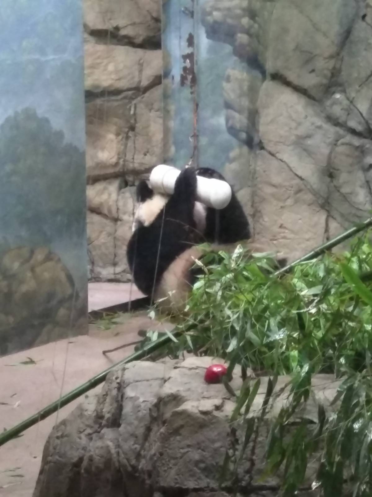 Giant Panda