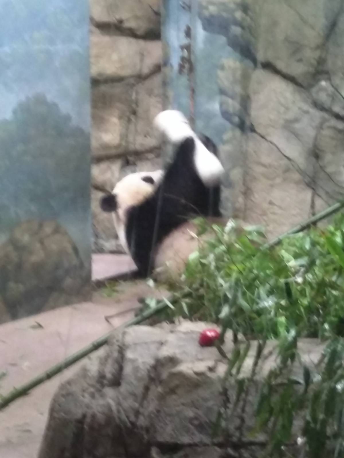 Giant Panda