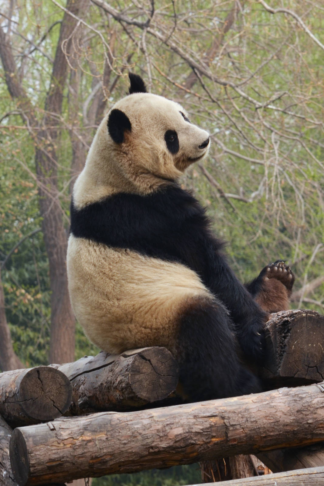 Giant Panda