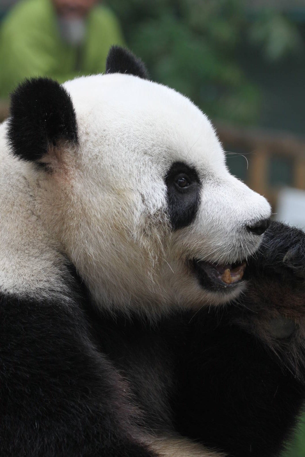 Giant panda
