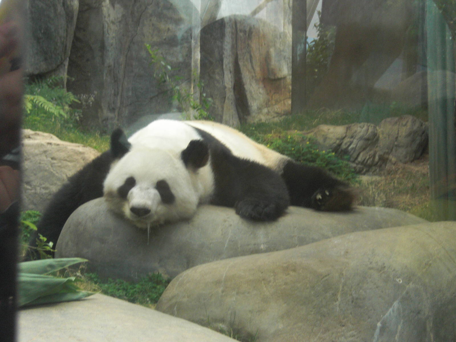giant panda