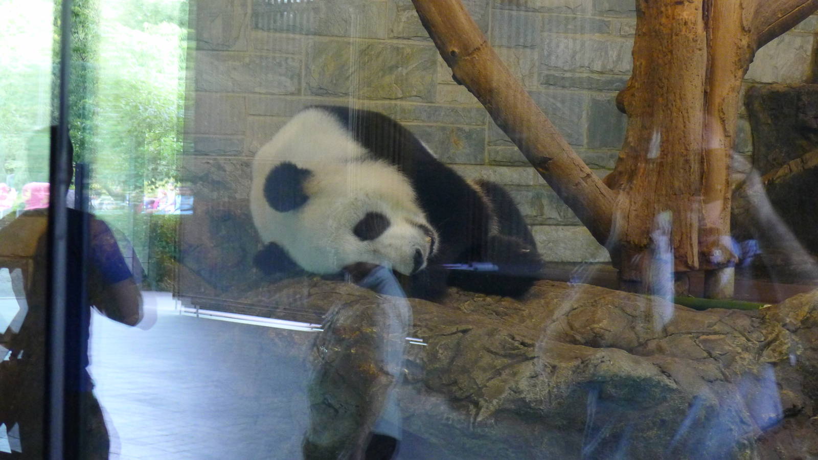 Giant Panda