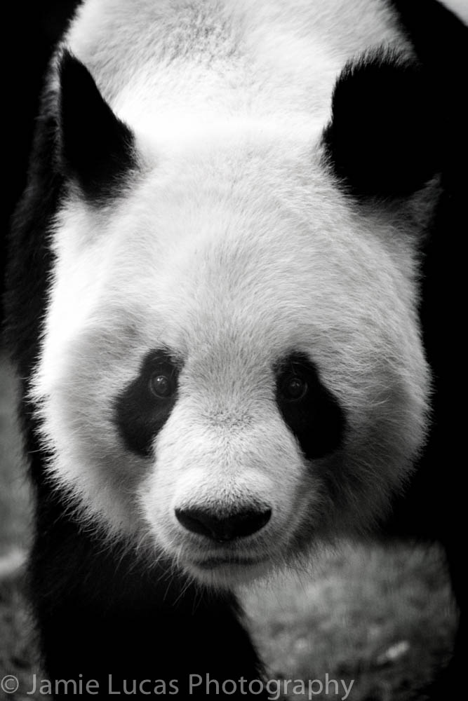Giant Panda