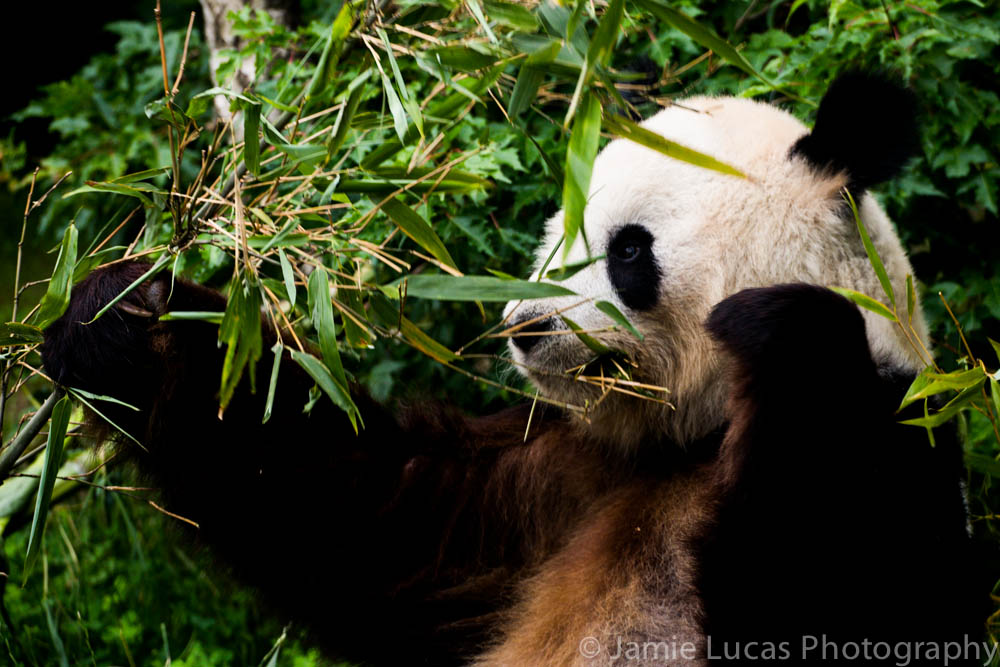 Giant Panda