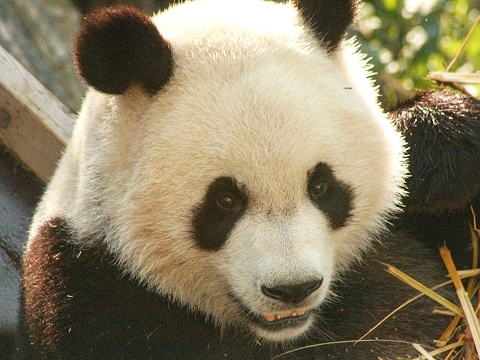 Giant Panda