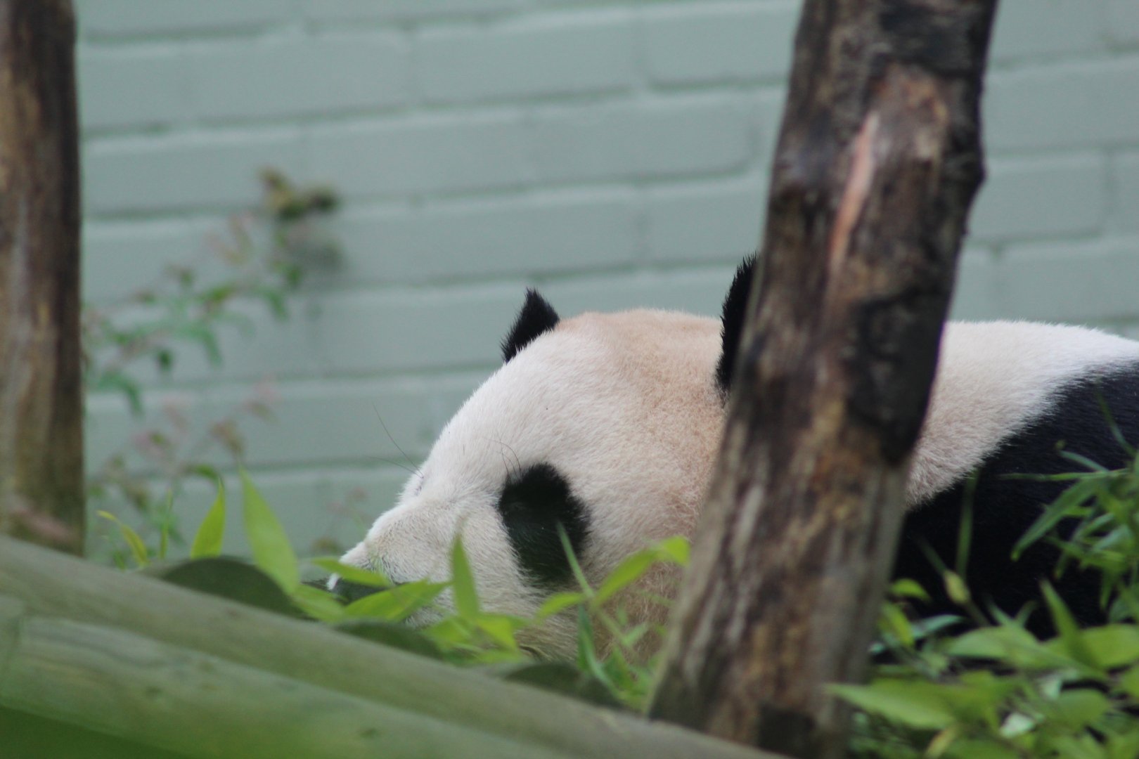 Giant Panda