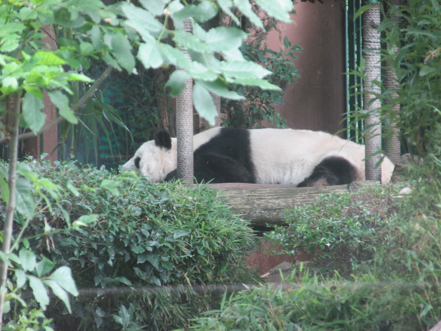 giant panda