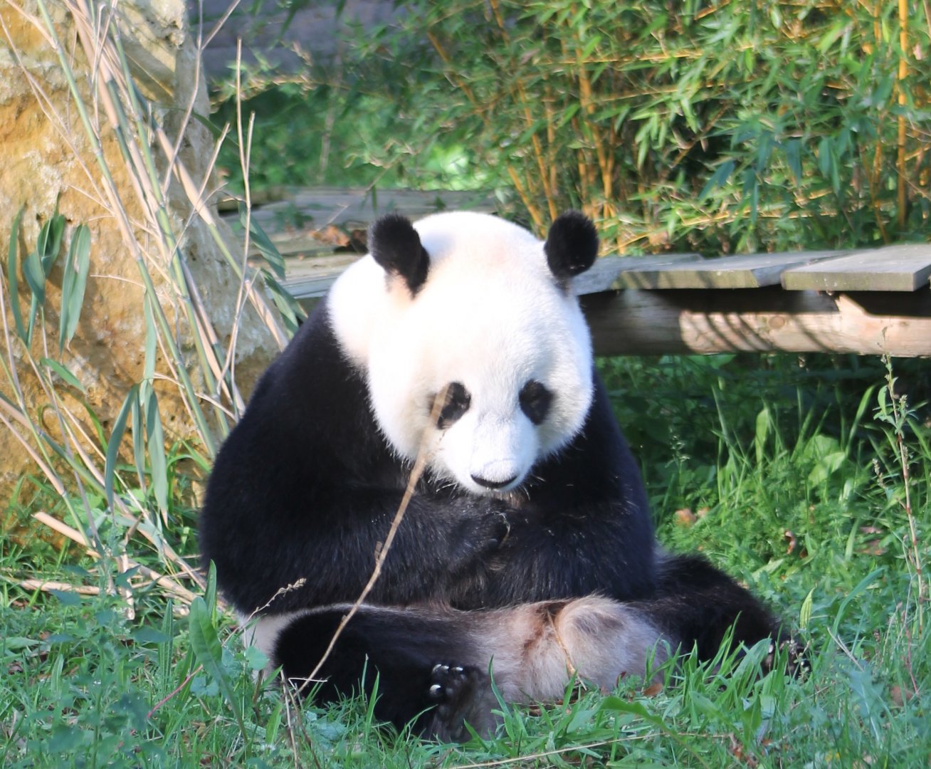 Giant panda