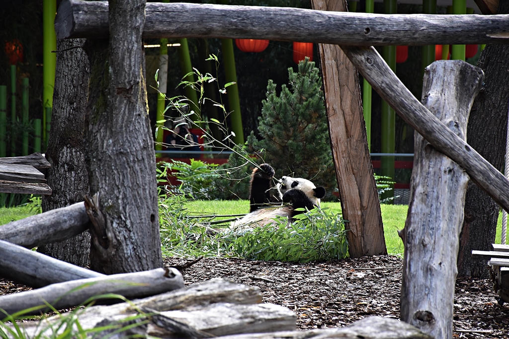 Giant panda