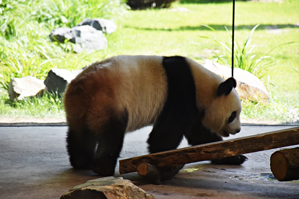 Giant panda