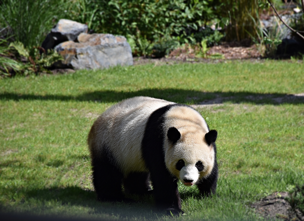 Giant panda