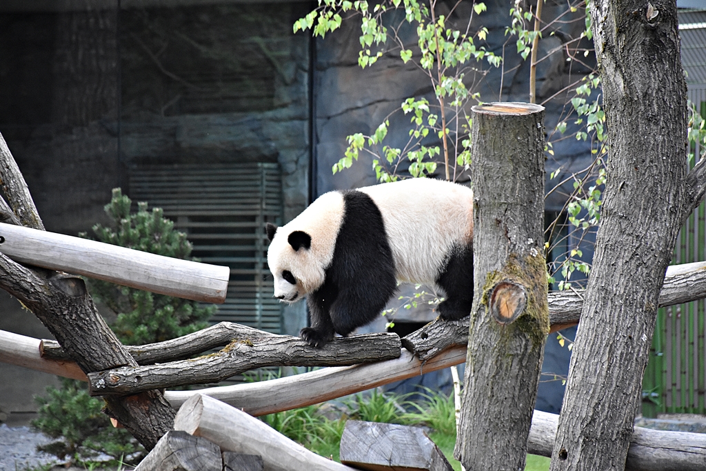 Giant panda