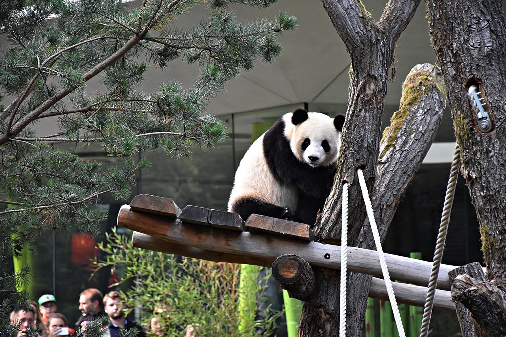 Giant panda