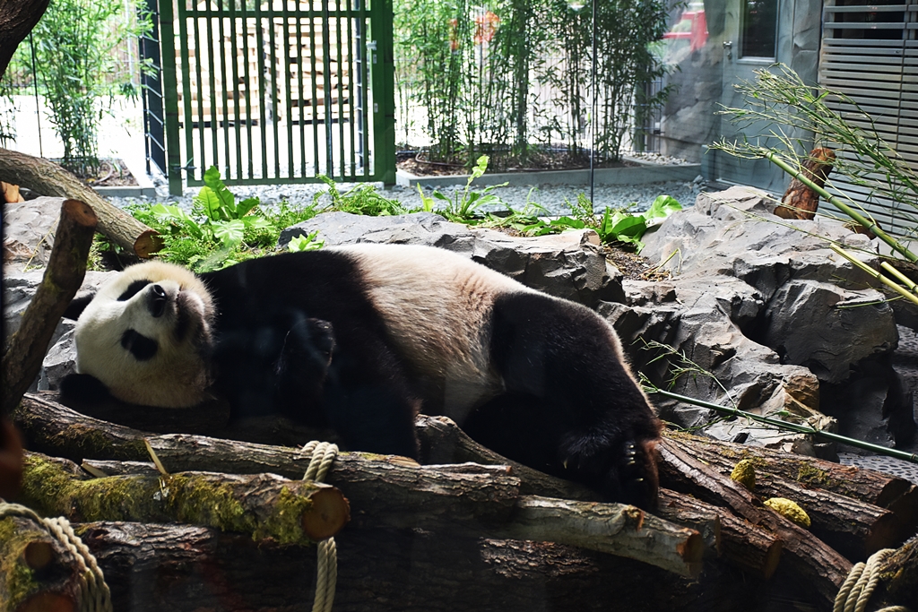 Giant panda