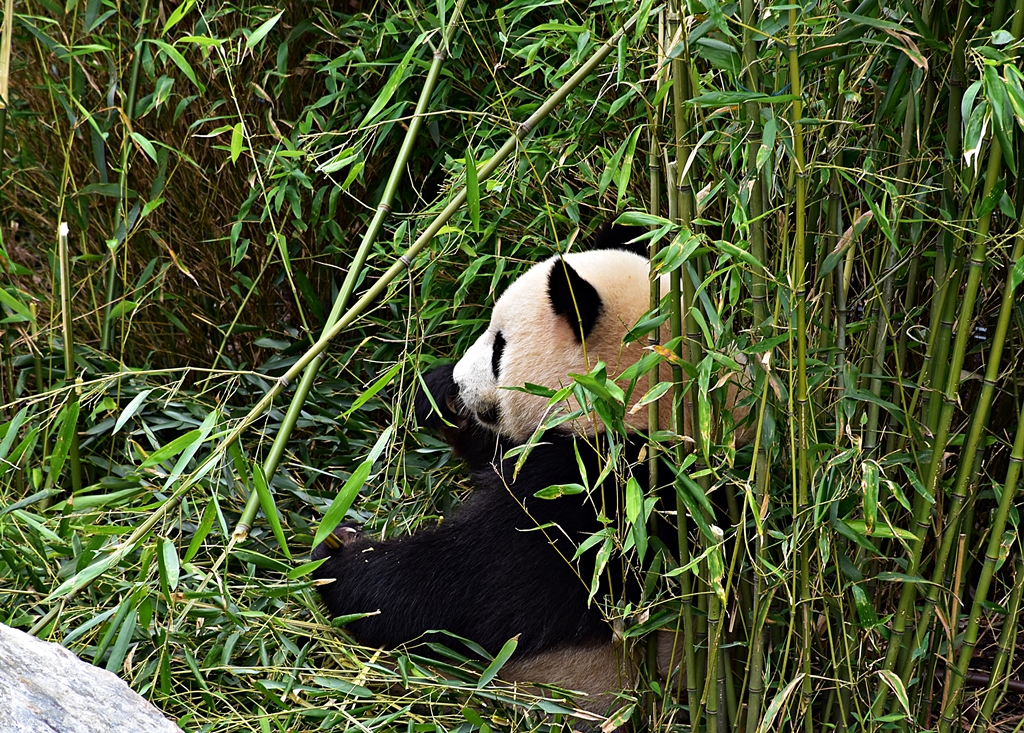 Giant panda