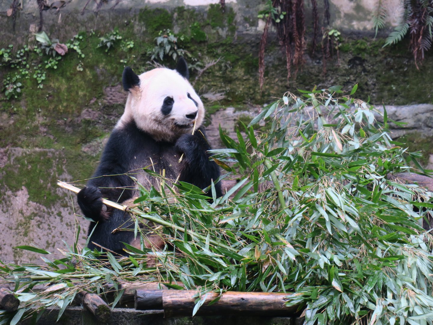 giant panda