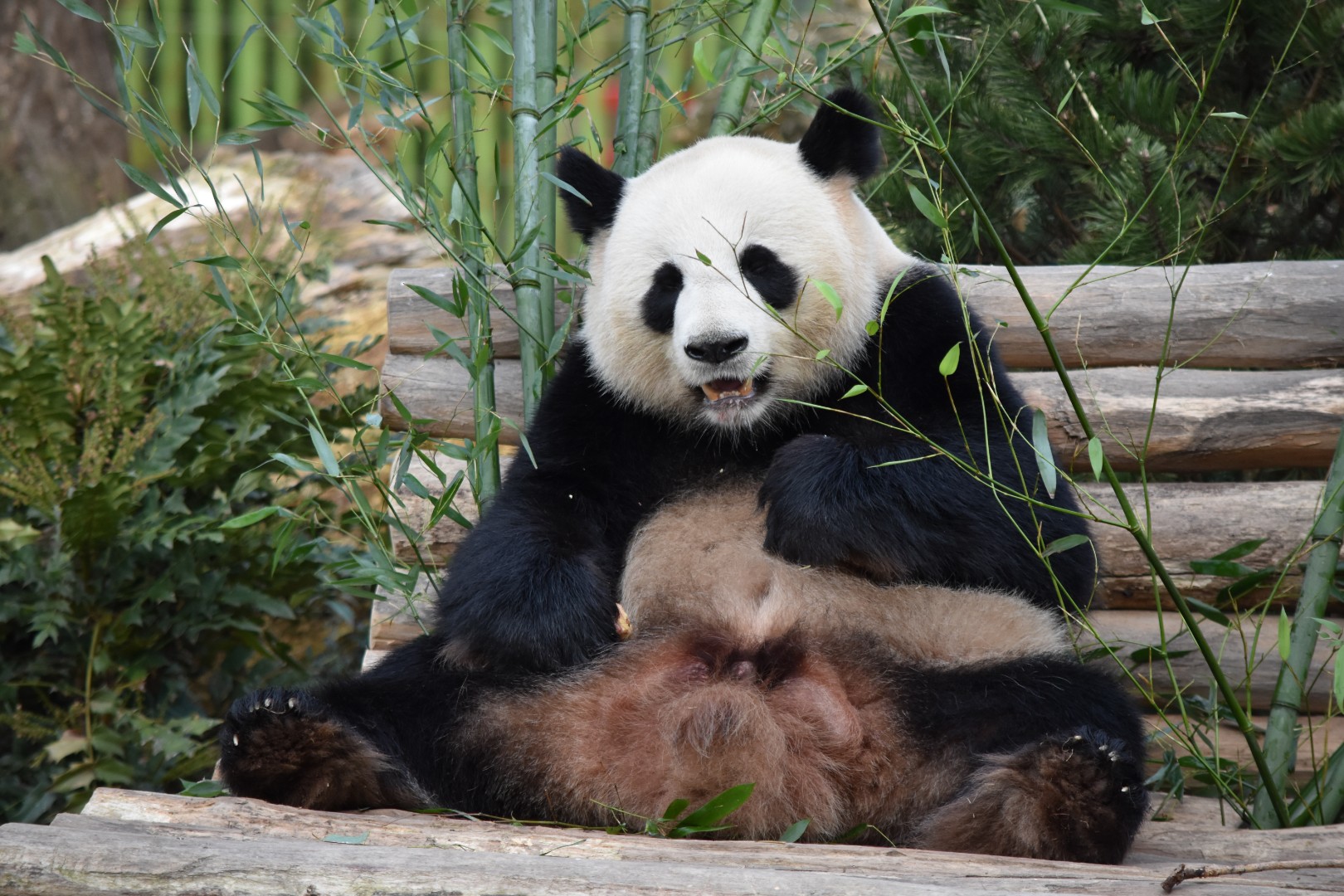 Giant panda