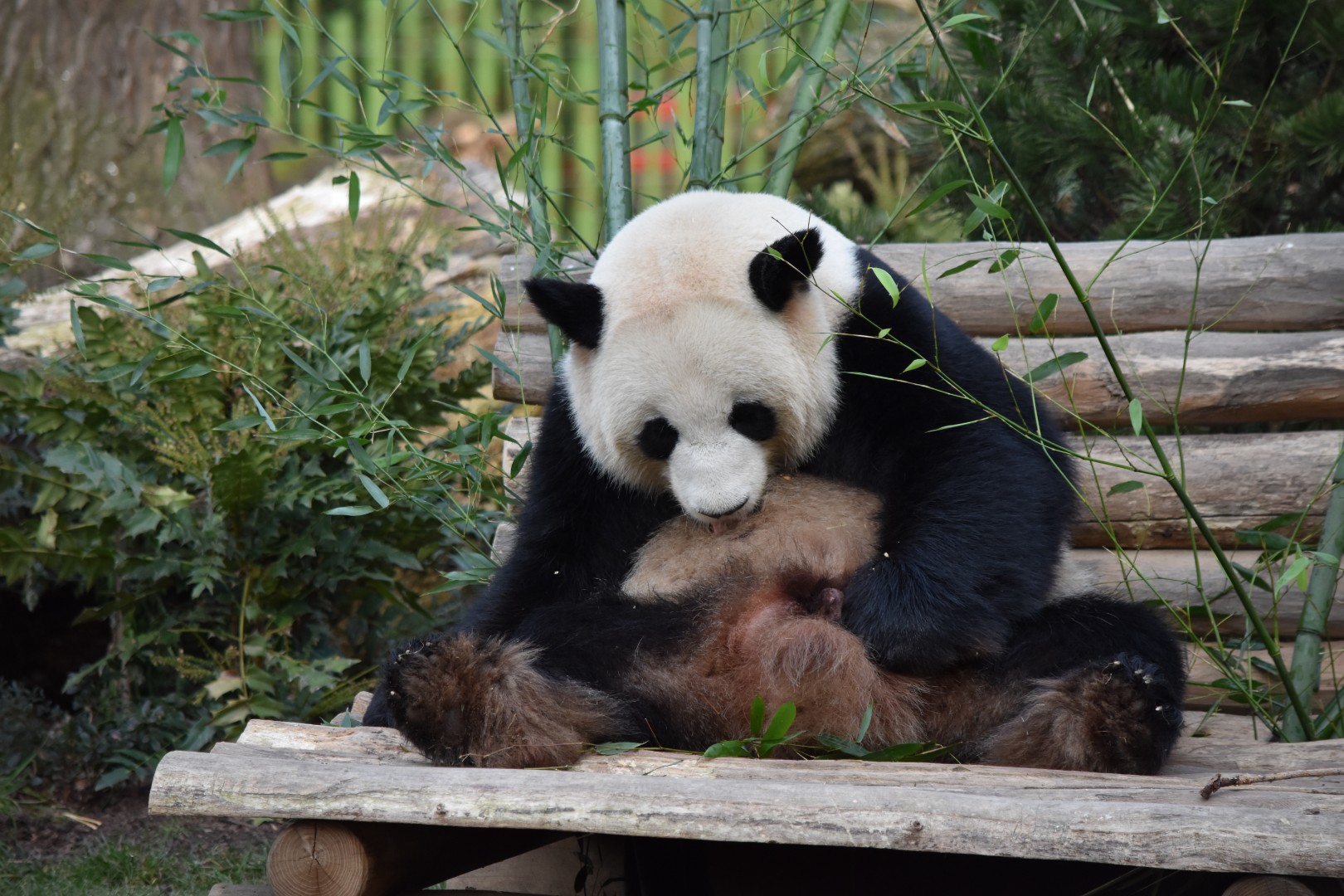 Giant panda