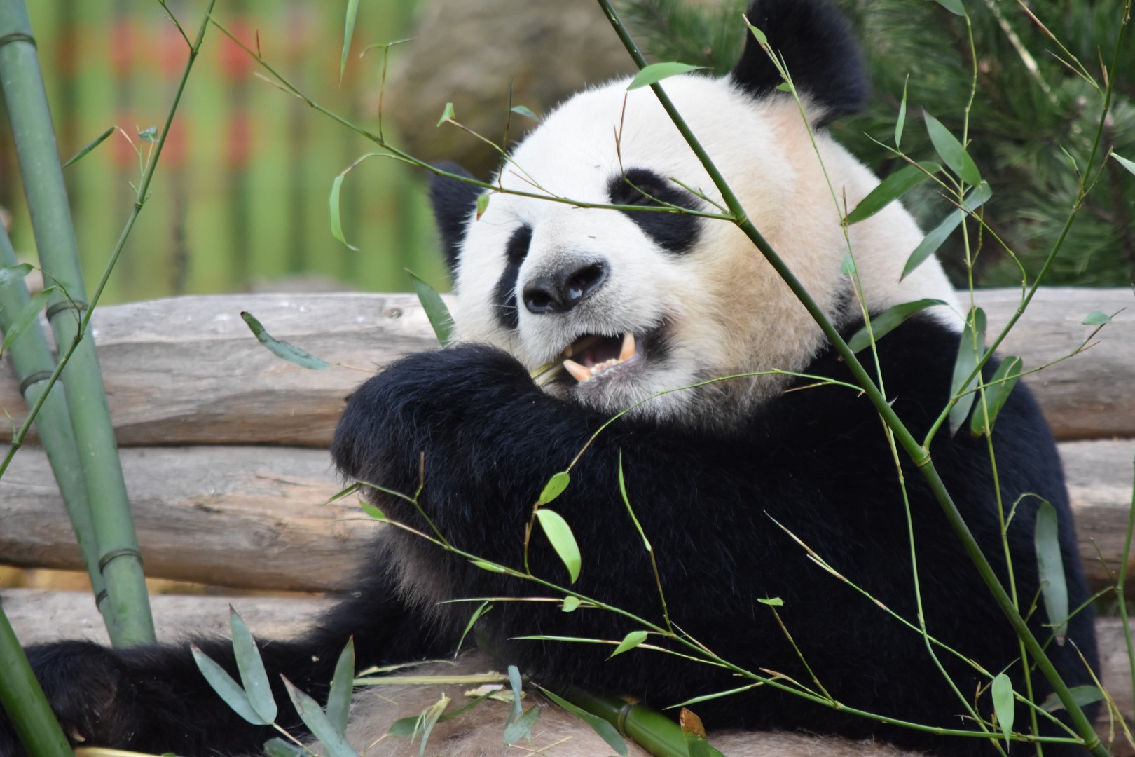 Giant panda
