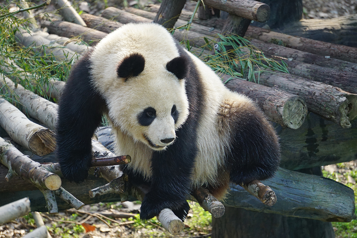 Giant panda