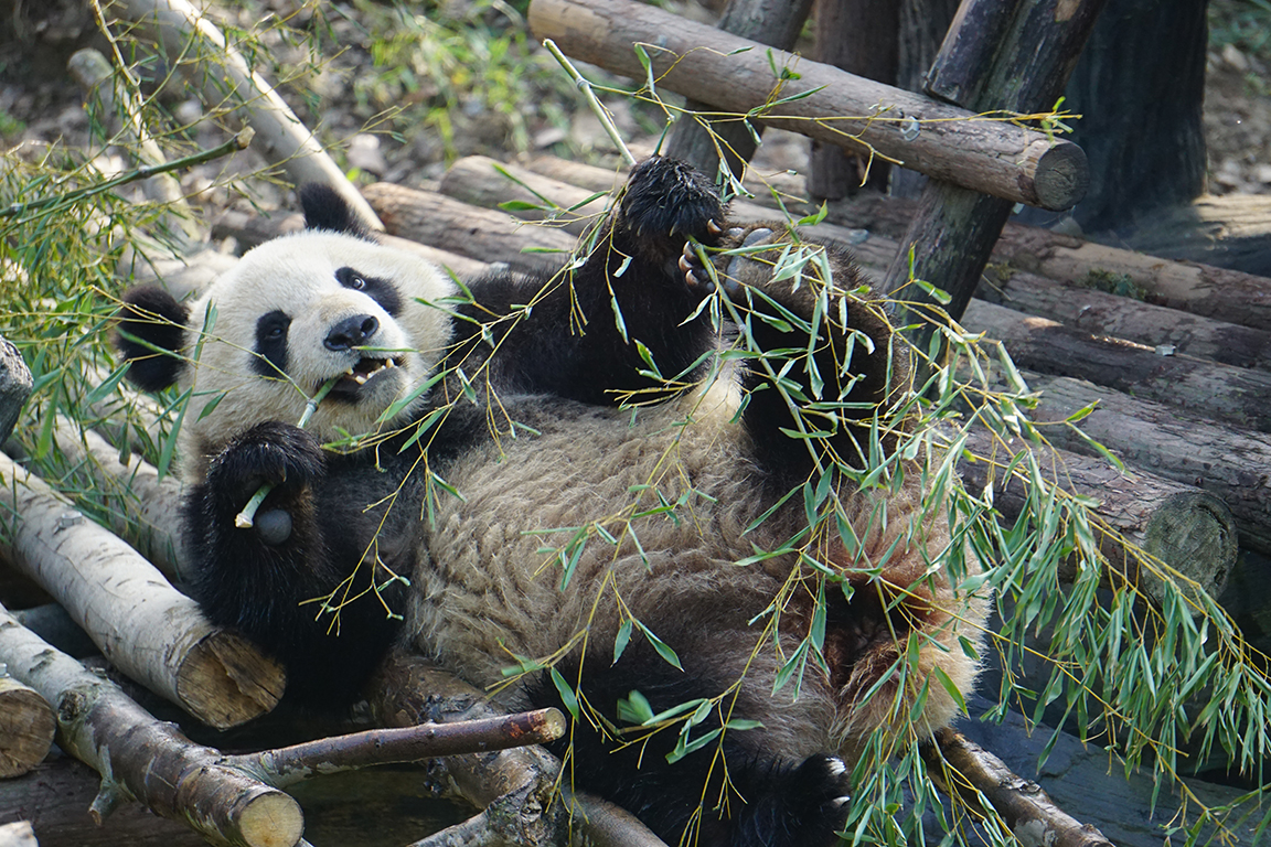 Giant panda