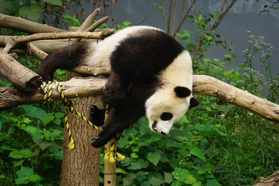 Giant panda