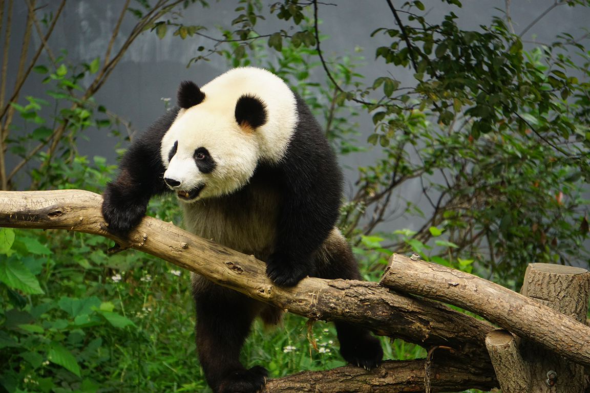 Giant panda