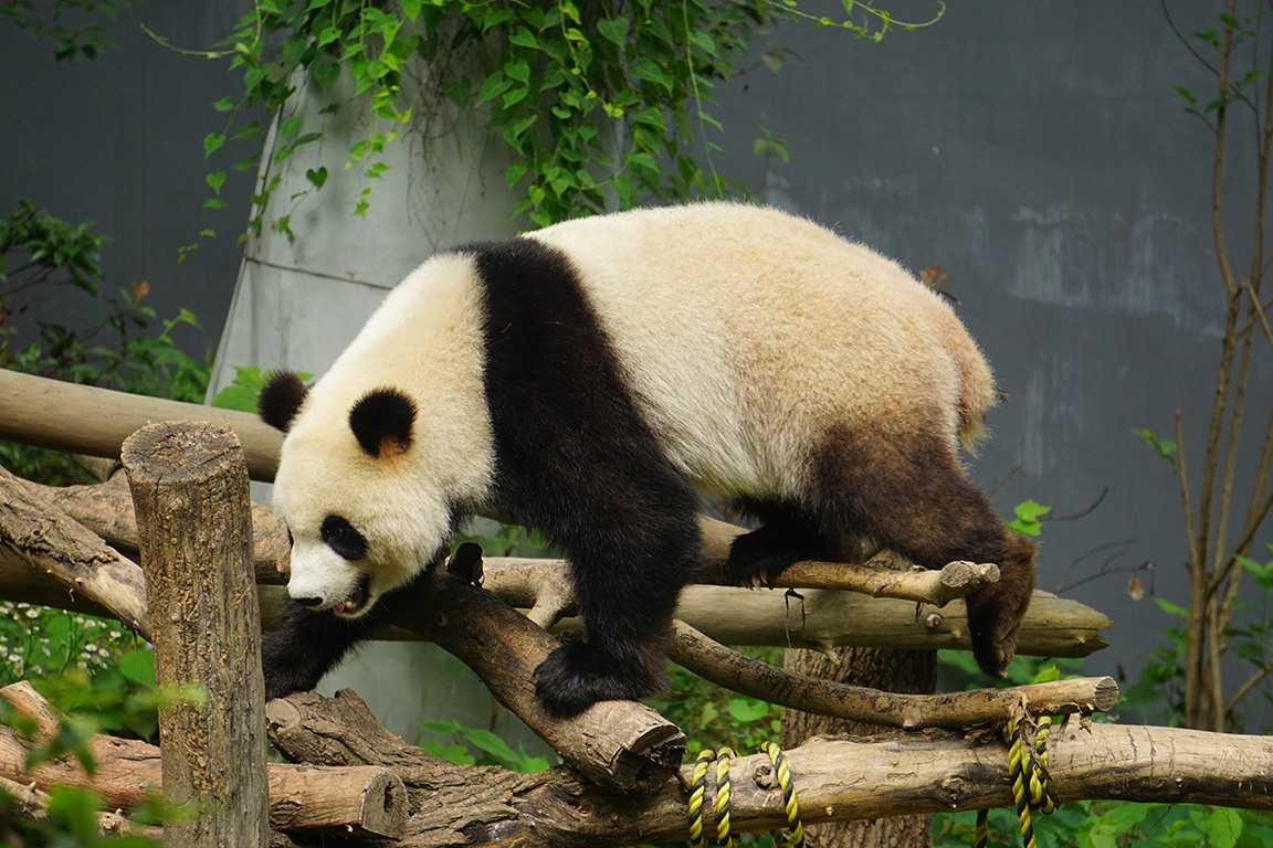 Giant panda