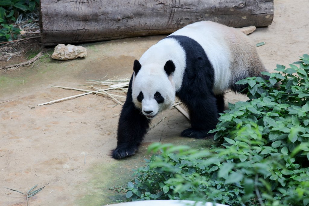 Giant Panda