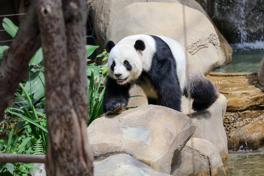 Giant Panda
