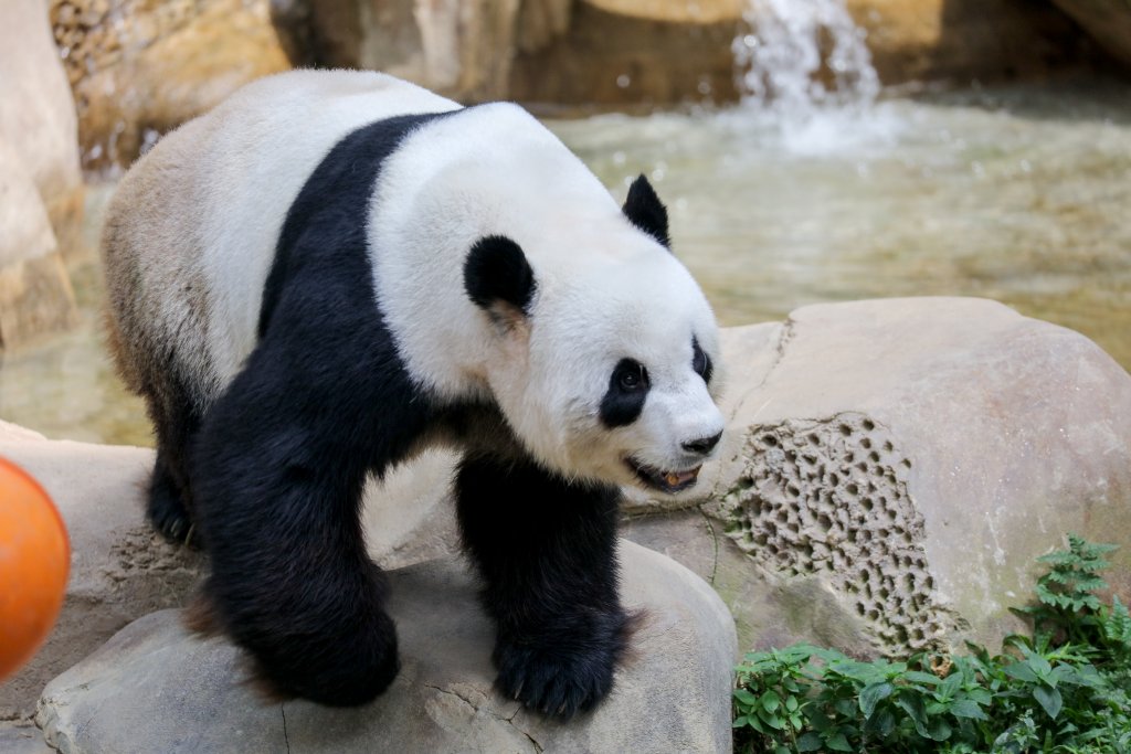 Giant Panda