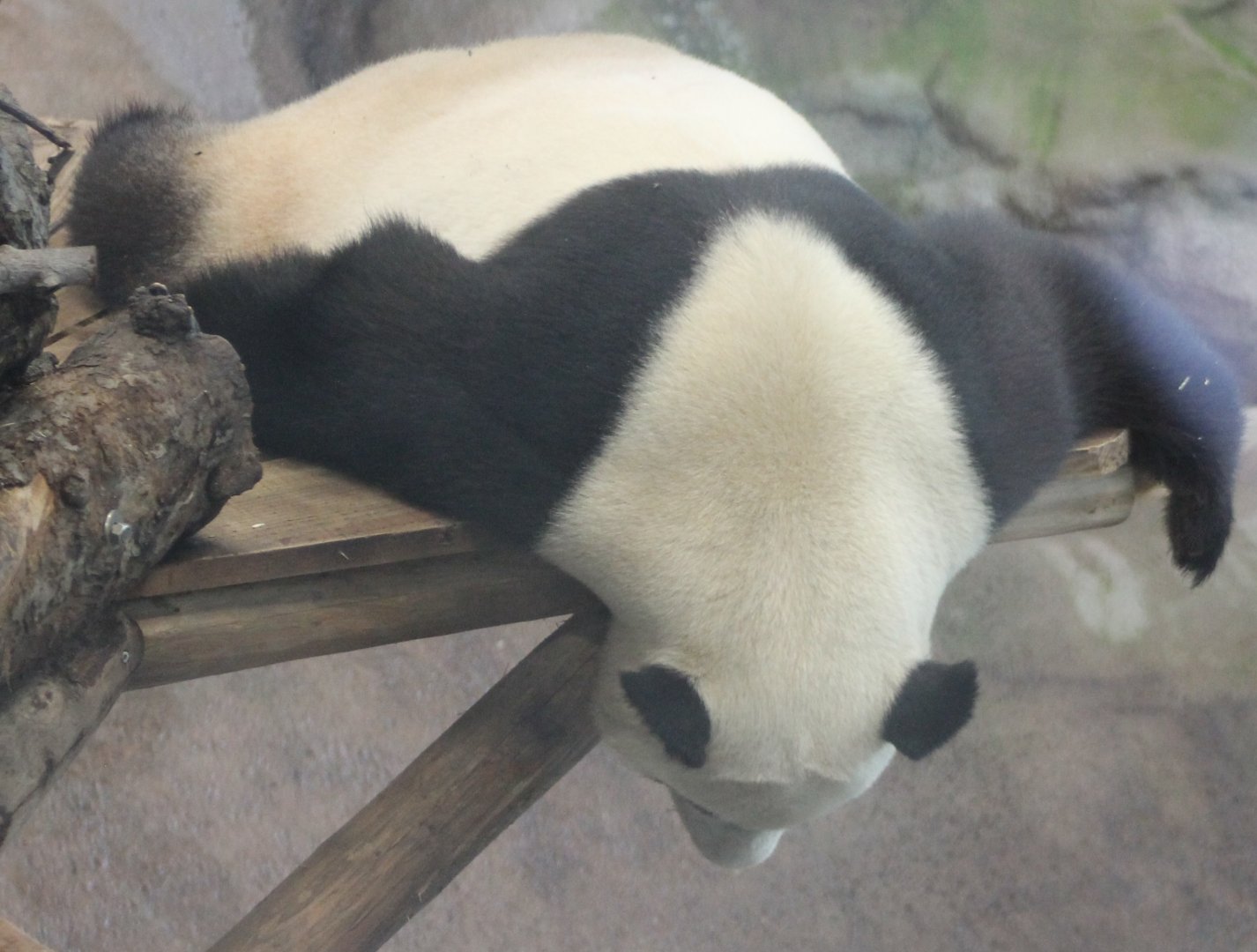 Giant panda
